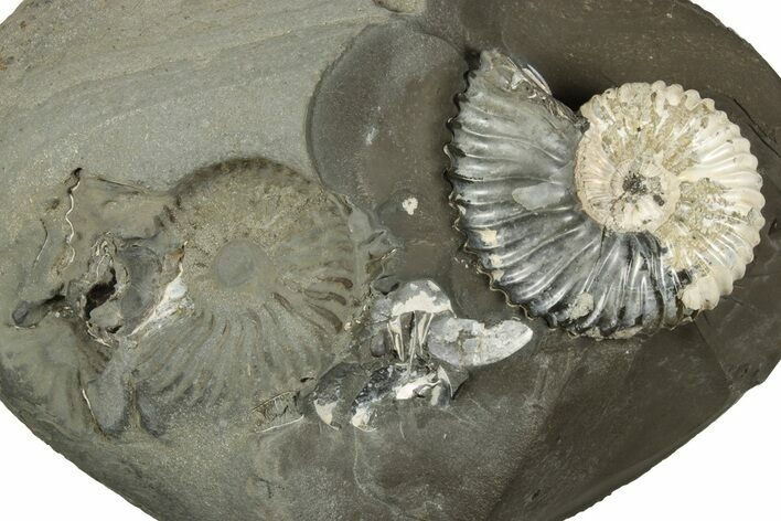 Partially Pyritized Ammonite (Deshayesites) Fossil #243287